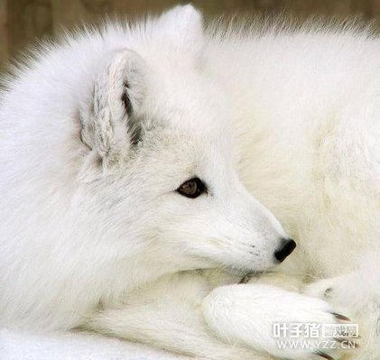 DNF�߻�ʷ�ɿ�����ս���� �ڹ��̵�۸���д�䶯