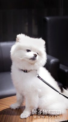 ԭROX��Ա����EDG �油ŭ�⣺����ϲ����ɵ���