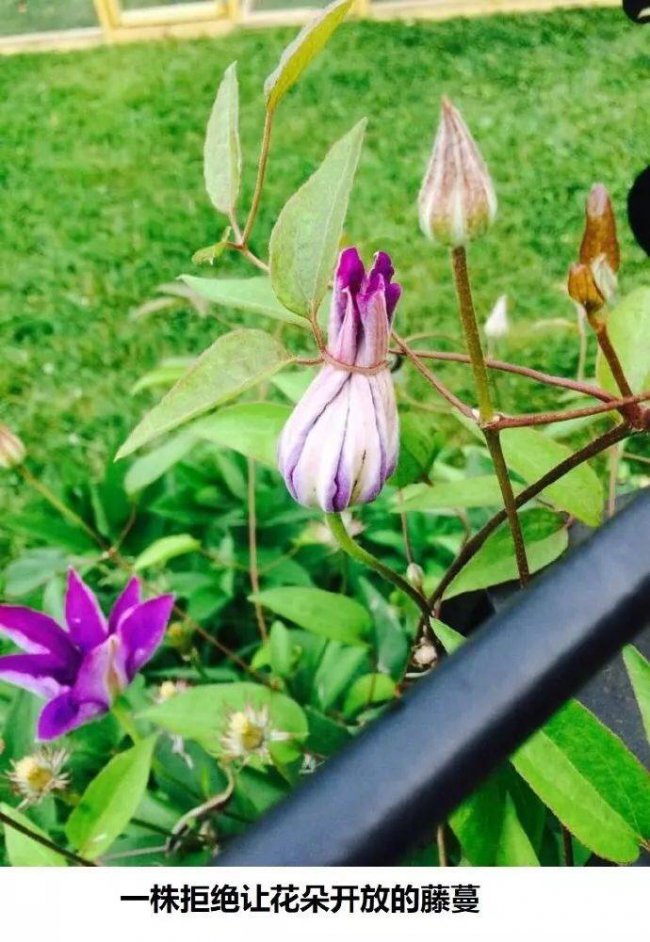 ��˵����