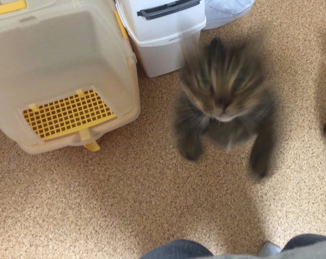 ��˵����