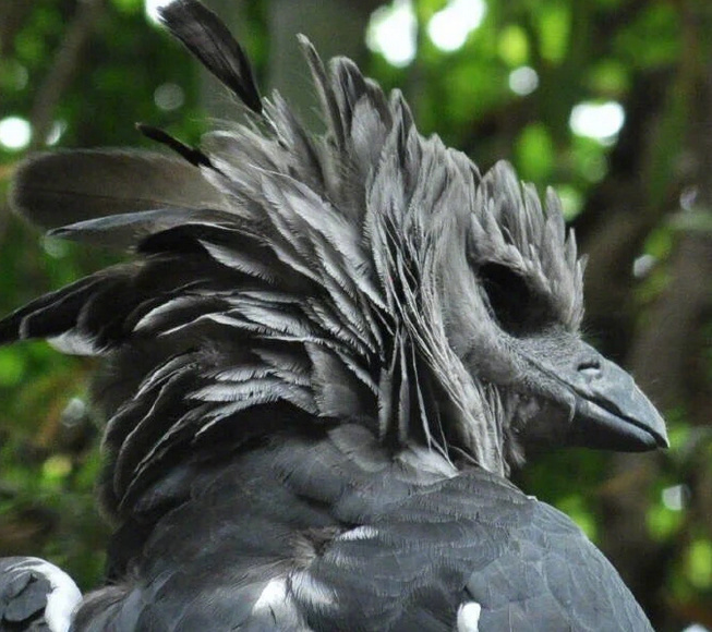 ��˵����