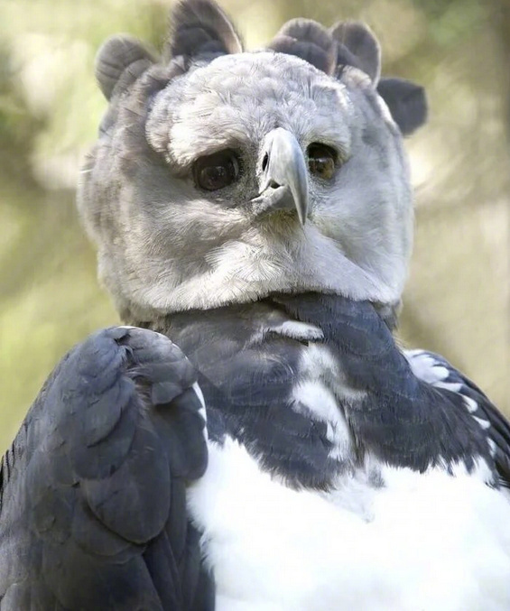 ��˵����