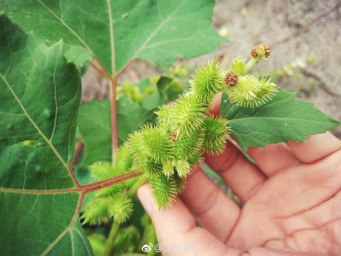 ��˵����