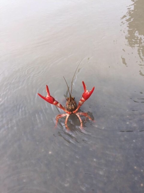 ��˵����