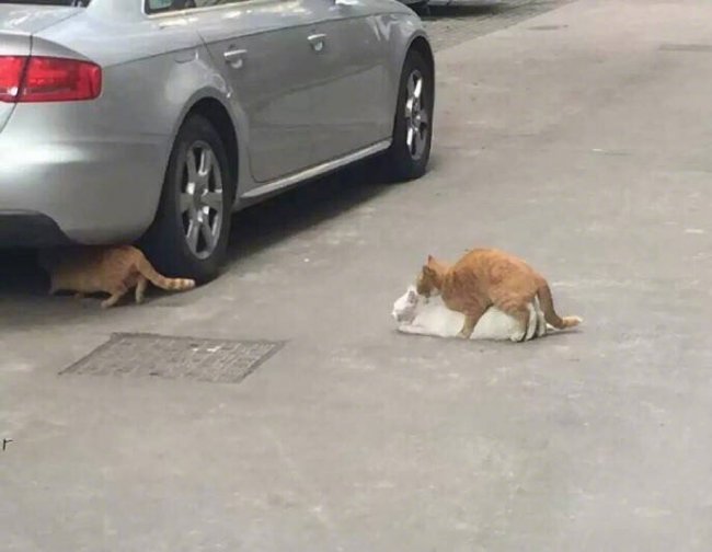 ��˵����