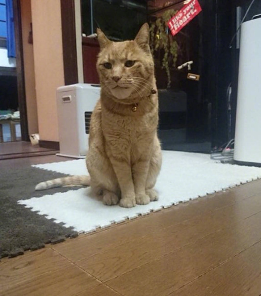 ��˵����