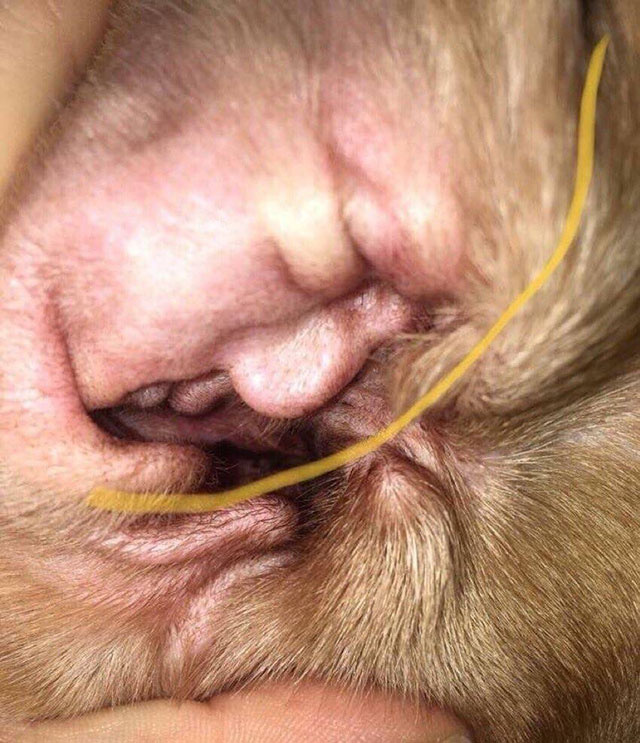 ��˵����