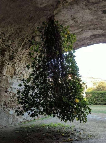 ��˵����