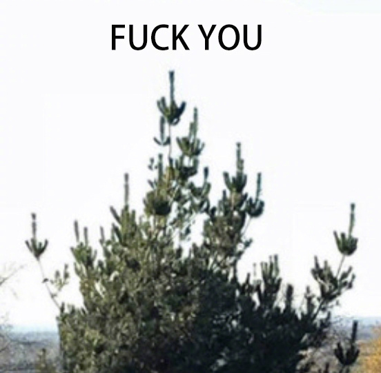 ��˵����