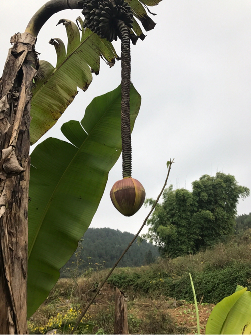 ��˵����