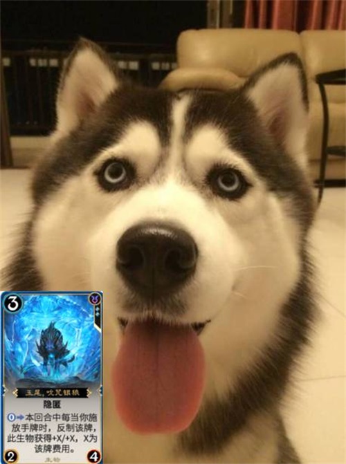 �����ơ���COS����������ô�˶�����