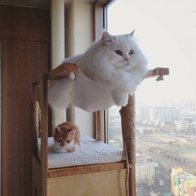 ��˵����