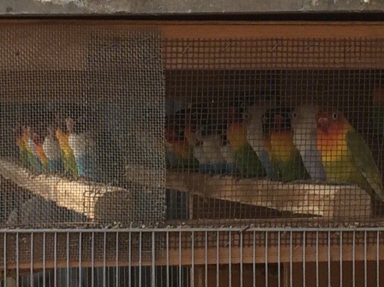 ��˵����