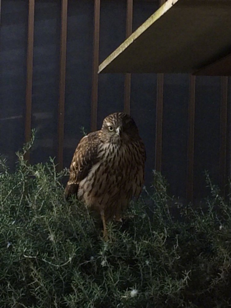 ��˵����