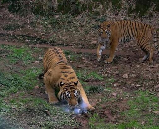 ��˵����