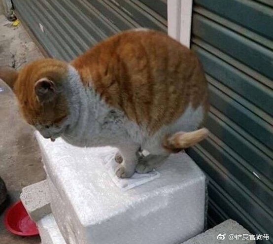 ��˵����