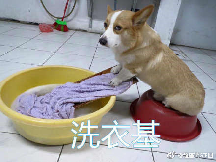 基基复基基 融入你们家庭的柯基是什么基