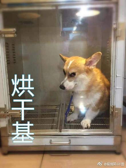 基基复基基 融入你们家庭的柯基是什么基