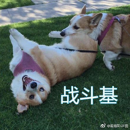 基基复基基 融入你们家庭的柯基是什么基