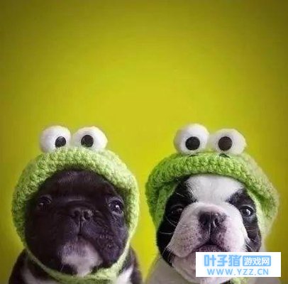 铲屎官!你是不是背着我在外面养蛙了!