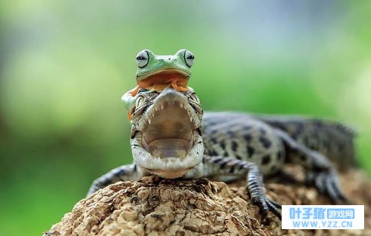 你旅行青蛙的蛙儿子有那么多朋友,现实是真