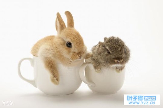 ��1.25�š�������á����󡱵��ţ�������5