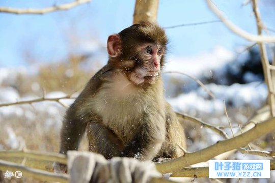 2018�꡸68������ע��������鷳��