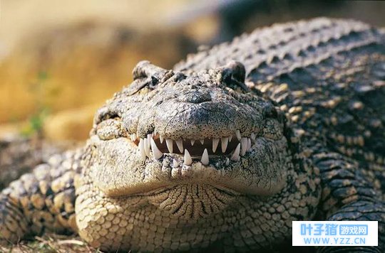 缅甸渔民被杀人鳄拖下水,危急关头狂戳鳄鱼