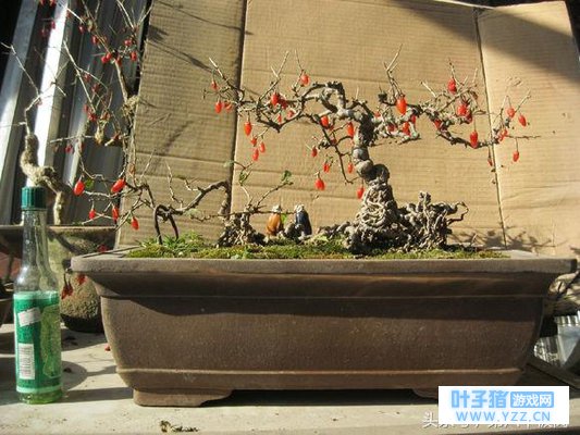 挖枸杞会破坏田园生态吗?我看未必,但是要