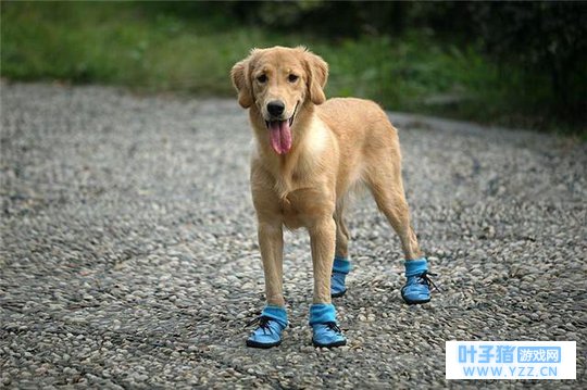 小狗:我不管,穿了鞋我就是世界英雄!