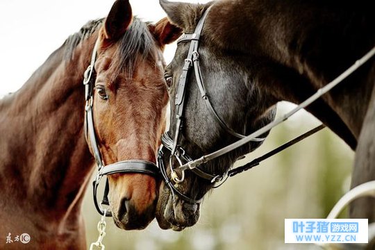 黄半仙算:1978年“幸运马”的后半辈子,看