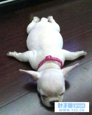 看你睡的那样,像个二傻子……