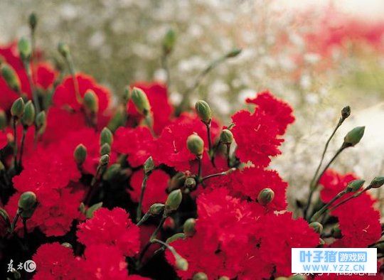 对不起,从未让你们骄傲,你们却始终待我如