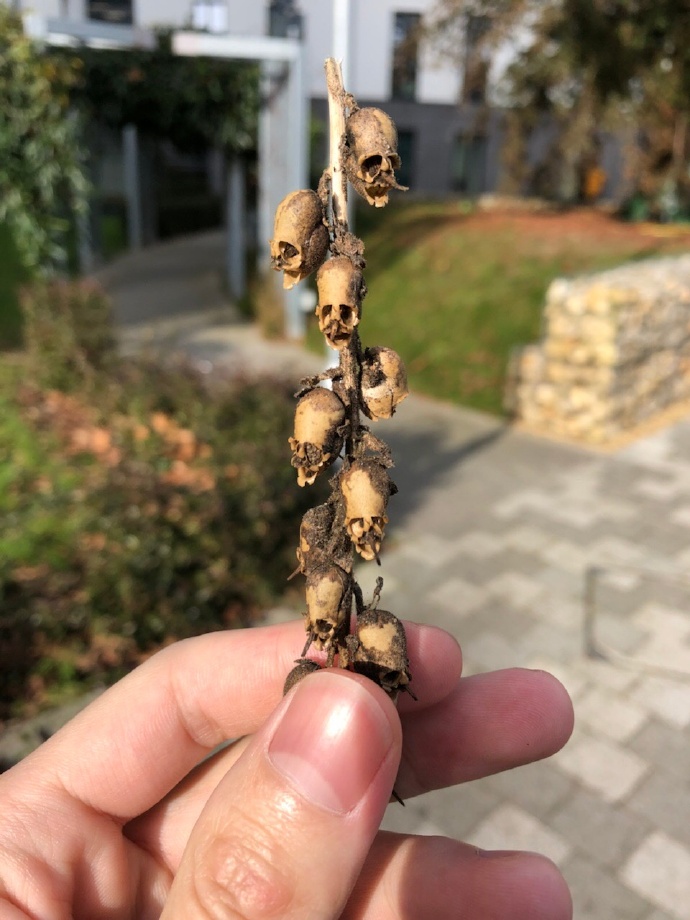 ��˵����