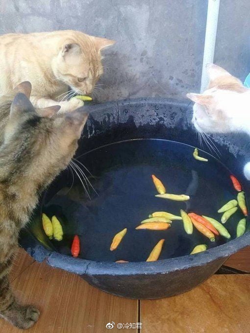 ��˵����