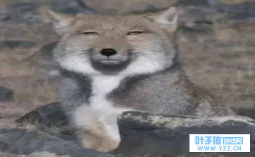 ս��Ӣ��û�з��ģ�ȴ�����ڡ�������ҫ����