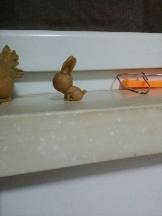我家来了只可爱月兔