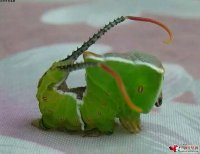 ֱ�������յ����