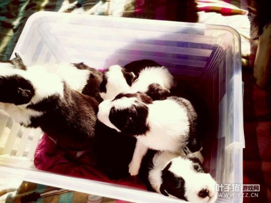 犬舍姑娘爱玩梦幻